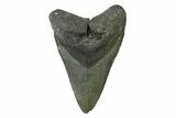 Serrated, Fossil Megalodon Tooth - North Carolina #338586-1